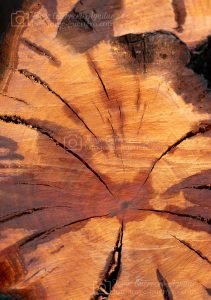 Tronco de Madera